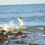 Wuenschmann 4* Westerland