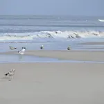 Wuenschmann Westerland