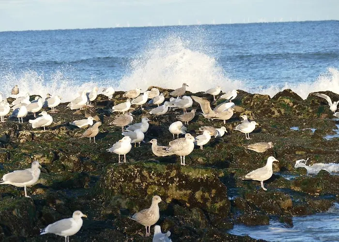 Wuenschmann 4* Westerland